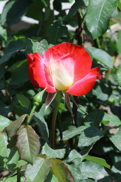 月季花