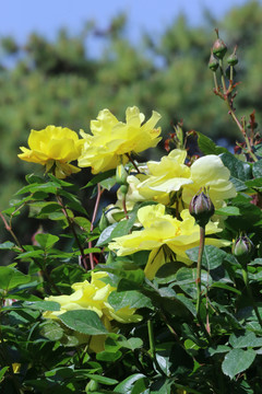 月季花