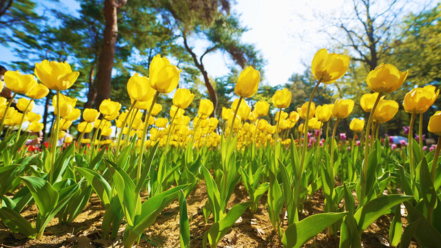 公园郁金香植物园花海浪漫花田