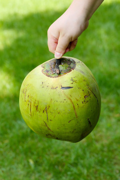 海南青皮椰子