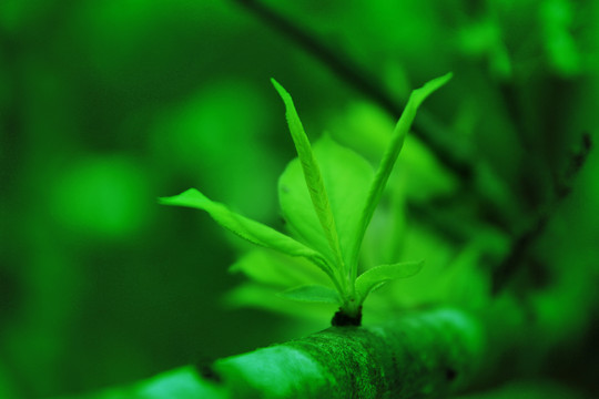 李子树嫩芽