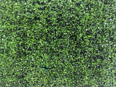 绿植贴墙