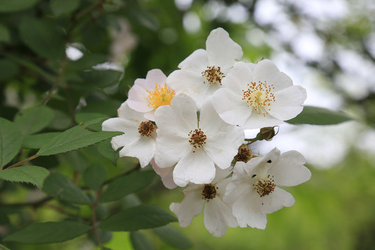 野蔷薇花