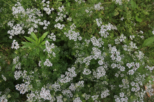 芫荽花