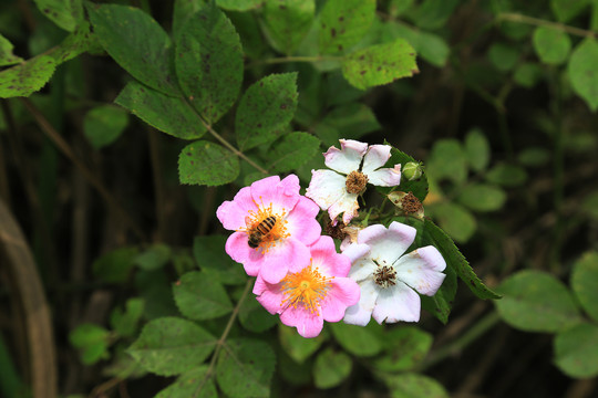 野蔷薇花