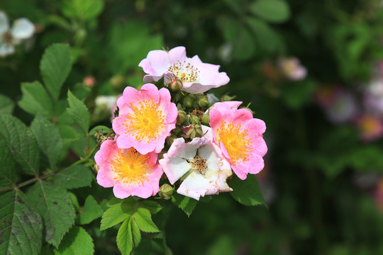 野蔷薇花