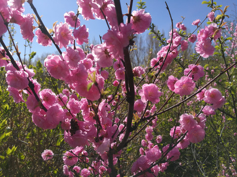 花卉