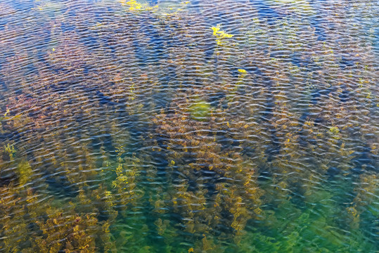 池塘水纹