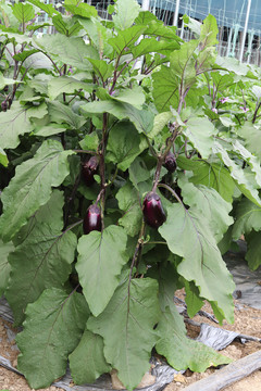 紫茄子植株
