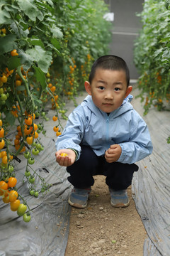 小孩摘番茄