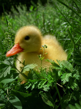 草丛里的小鸭子