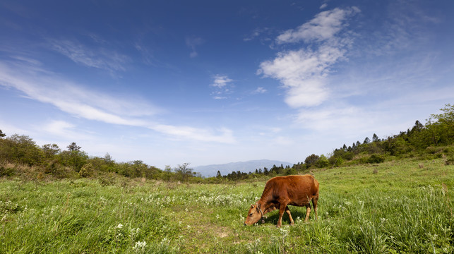 高山牧场