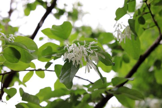 流苏花