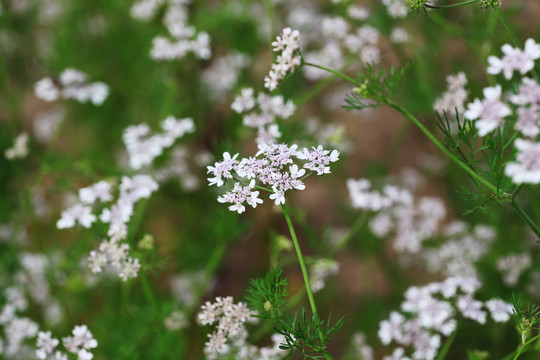 香菜开花