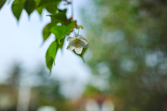 樱花素材