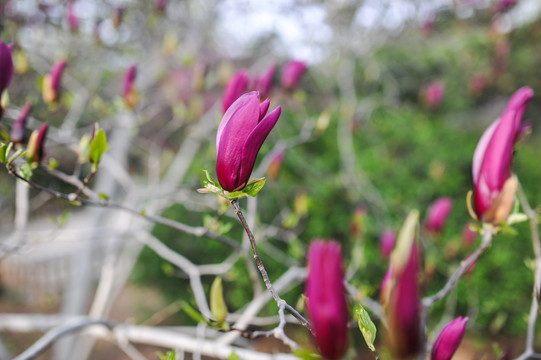 玉兰花素材