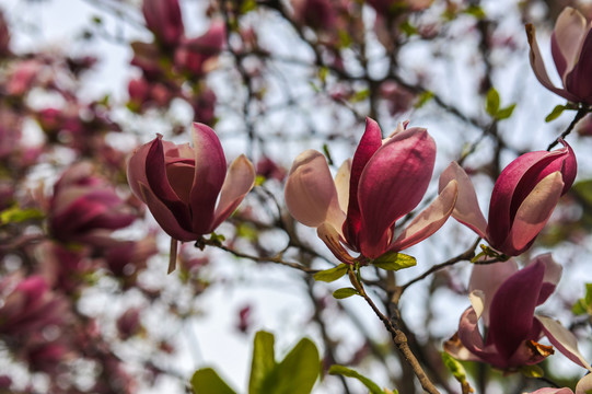 玉兰花素材