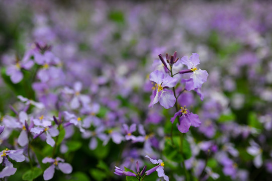 二月兰花素材