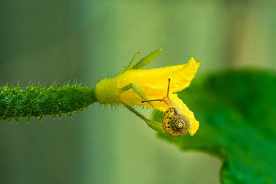 黄瓜花上爬行的蜗牛