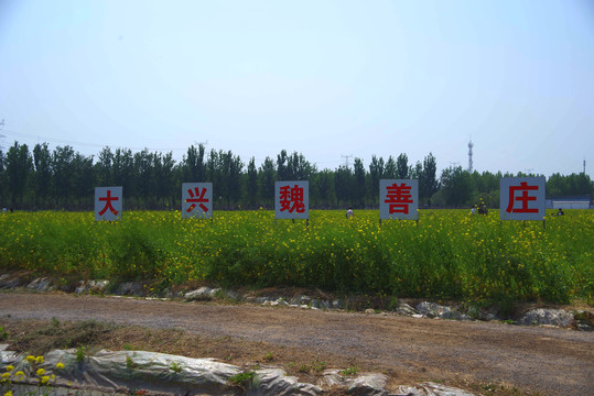 大兴魏善庄生态景观农业园油菜花