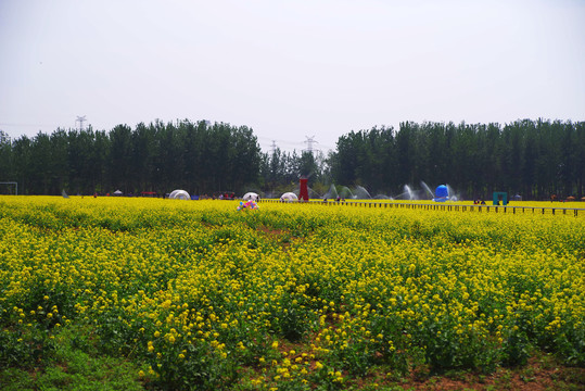 丰台王佐怪村西庐公园油菜花海