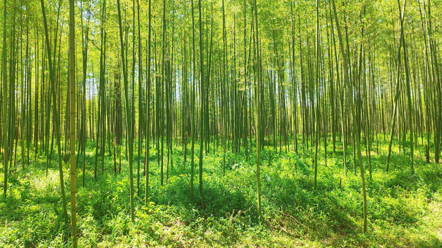 葱翠竹林