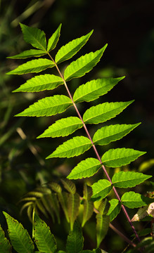 枝叶花草