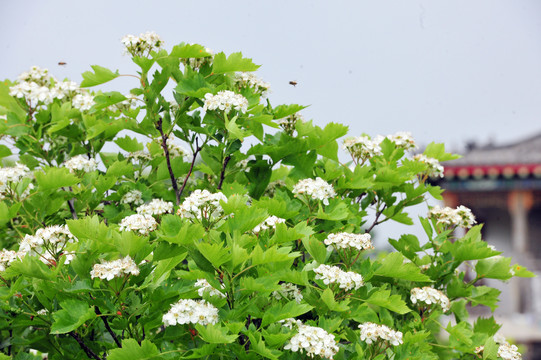 山楂花