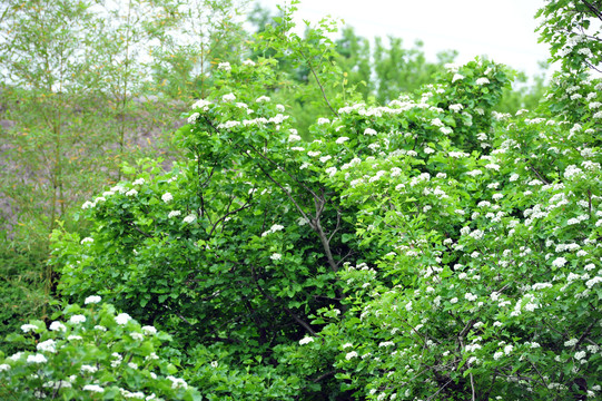 山楂树