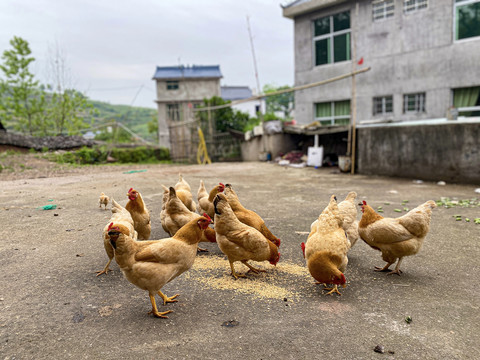 家鸡家禽农村家养