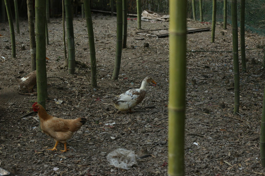 竹林里的散养家禽