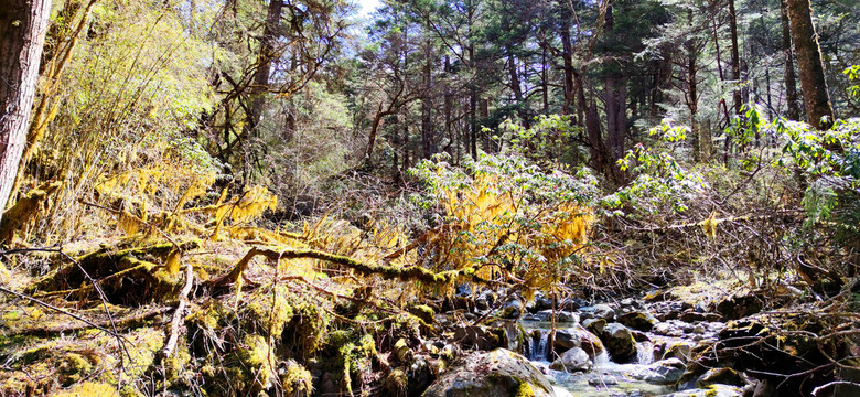 巴朗山下原始森林邓生沟