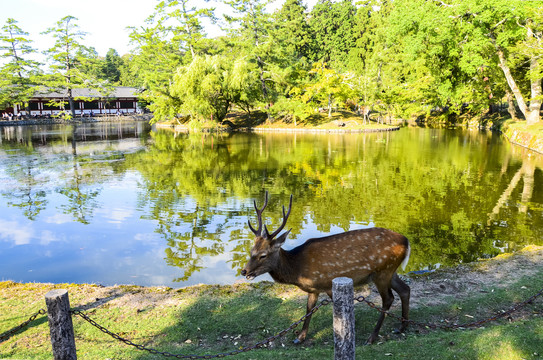 日本奈良神鹿公园