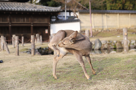 日本奈良公园梅花鹿