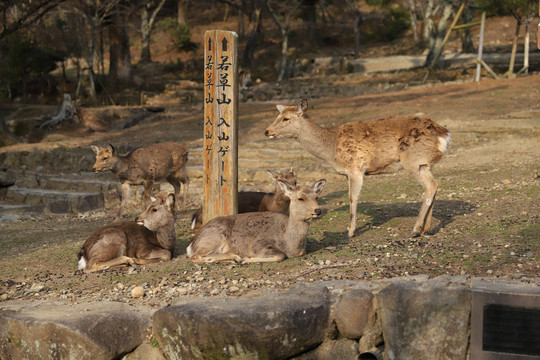 日本奈良公园梅花鹿