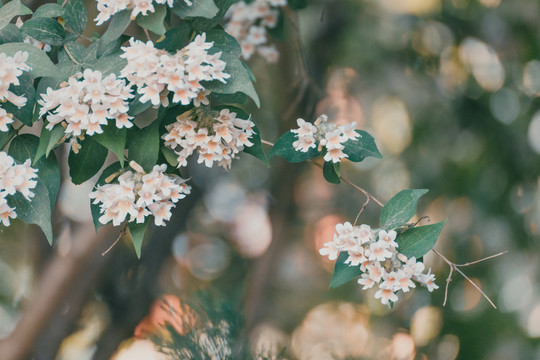 桑葚花