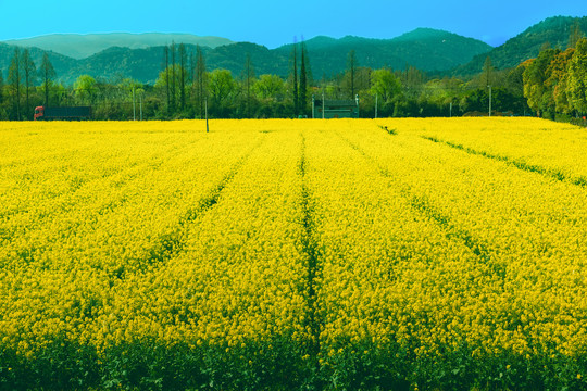 油菜花