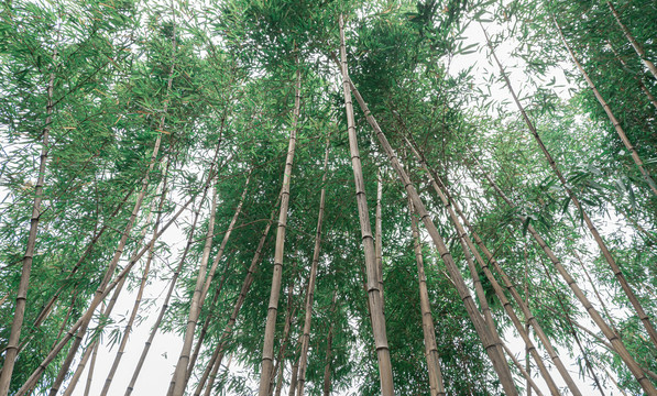 仰角竹林竹海