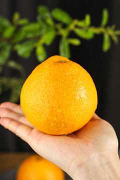 橘柚