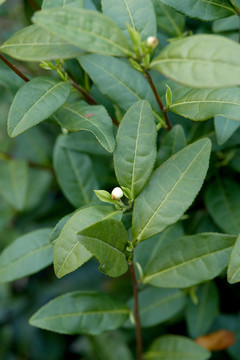 绿茶茶花苞特写