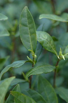 高山绿茶茶叶茶芽特写竖版