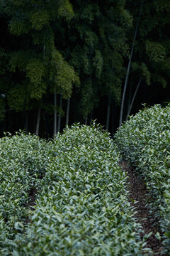 高山绿茶茶田竖版