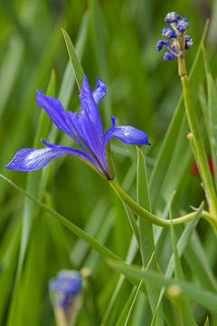 马兰花