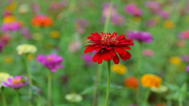 百日菊