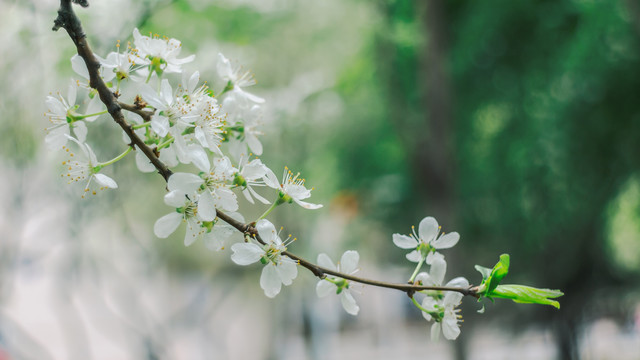 李子花