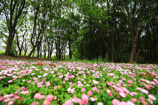 鲜花道