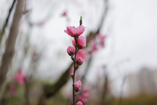 雨后梅花