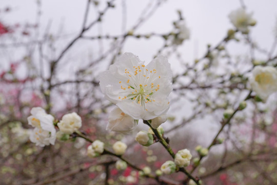 樱桃花