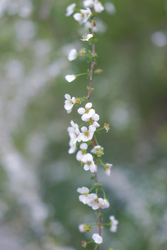 喷雪花