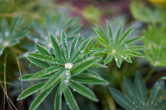 装饰绿化植物